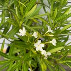 Oleander obyčajný (Nerium oleander) biely - výška 60-80 cm, kont.C20L (-10/-12°C) VIACKMENNÝ 